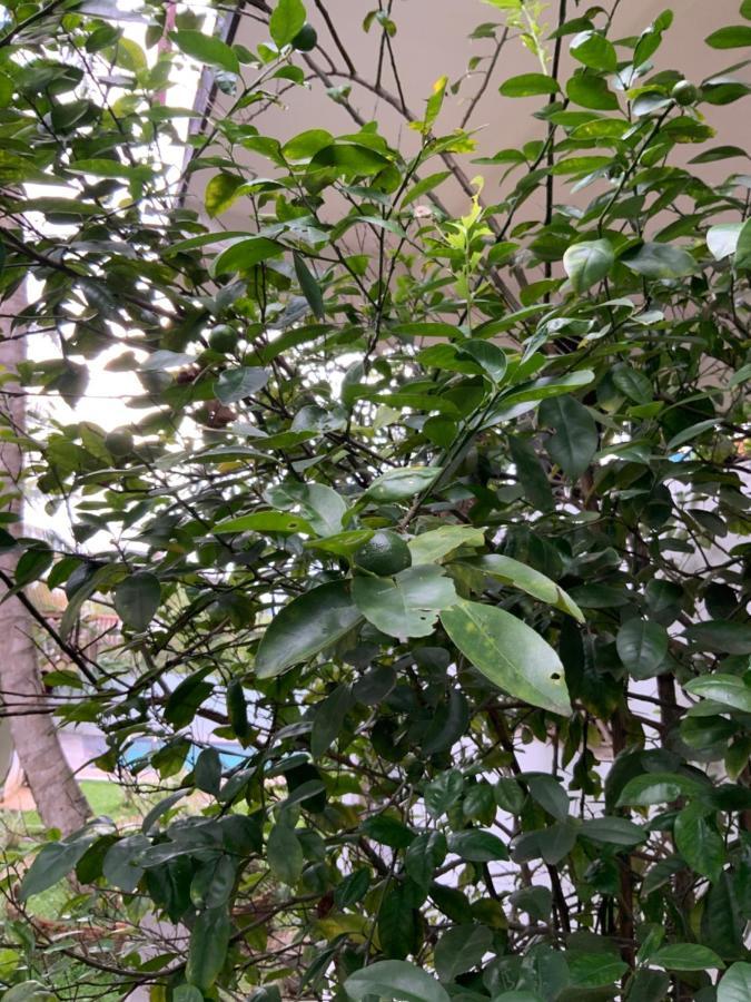 Lali Villa & Fruit Garden Galle Εξωτερικό φωτογραφία