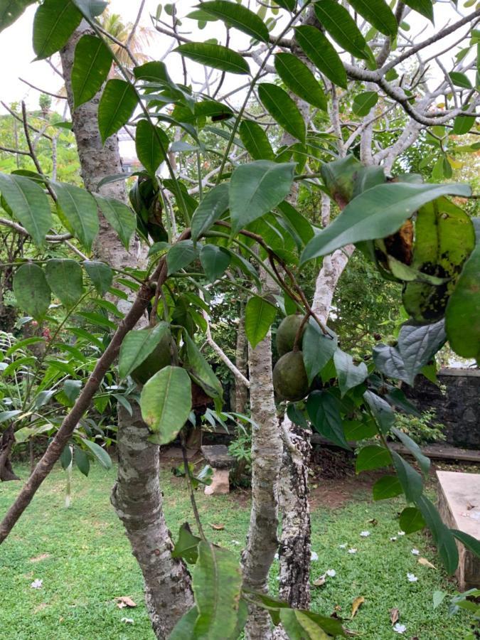 Lali Villa & Fruit Garden Galle Εξωτερικό φωτογραφία