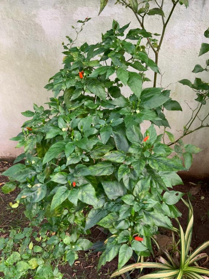 Lali Villa & Fruit Garden Galle Εξωτερικό φωτογραφία