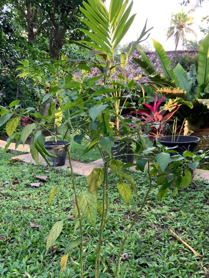 Lali Villa & Fruit Garden Galle Εξωτερικό φωτογραφία