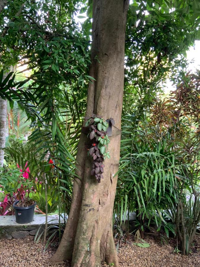 Lali Villa & Fruit Garden Galle Εξωτερικό φωτογραφία